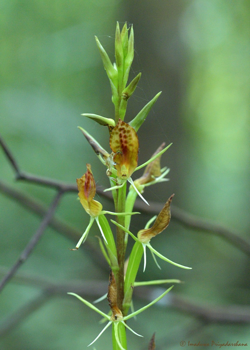 Cryptostylis arachnites (Blume) Hassk.